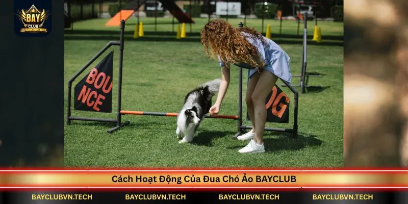 cach-hoat-dong-cua-dua-cho-ao-bayclub