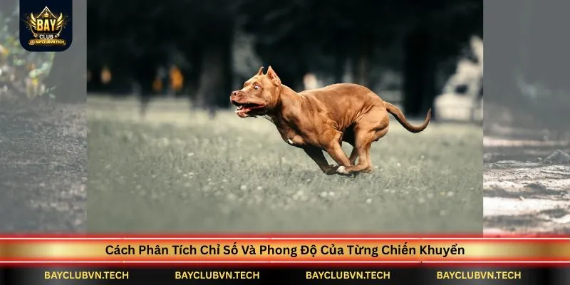 cach-phan-tich-chi-so-va-phong-do-cua-tung-chien-khuyen