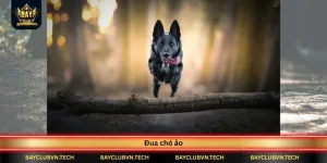dua cho ao
